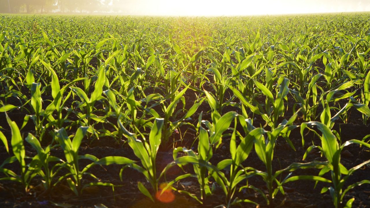 Open agricultural field under a weather-bearing sky.