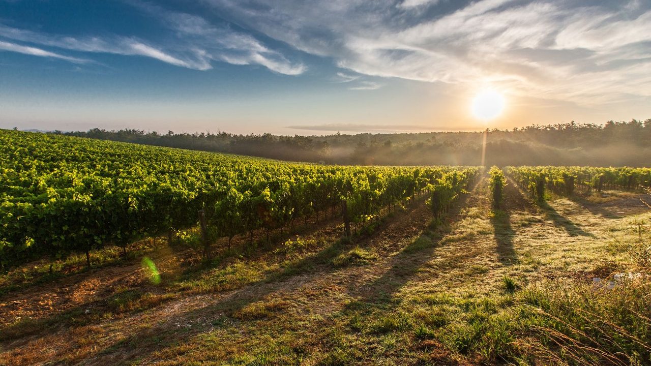 Open vineyard landscape used as outdoor hospitality context.
