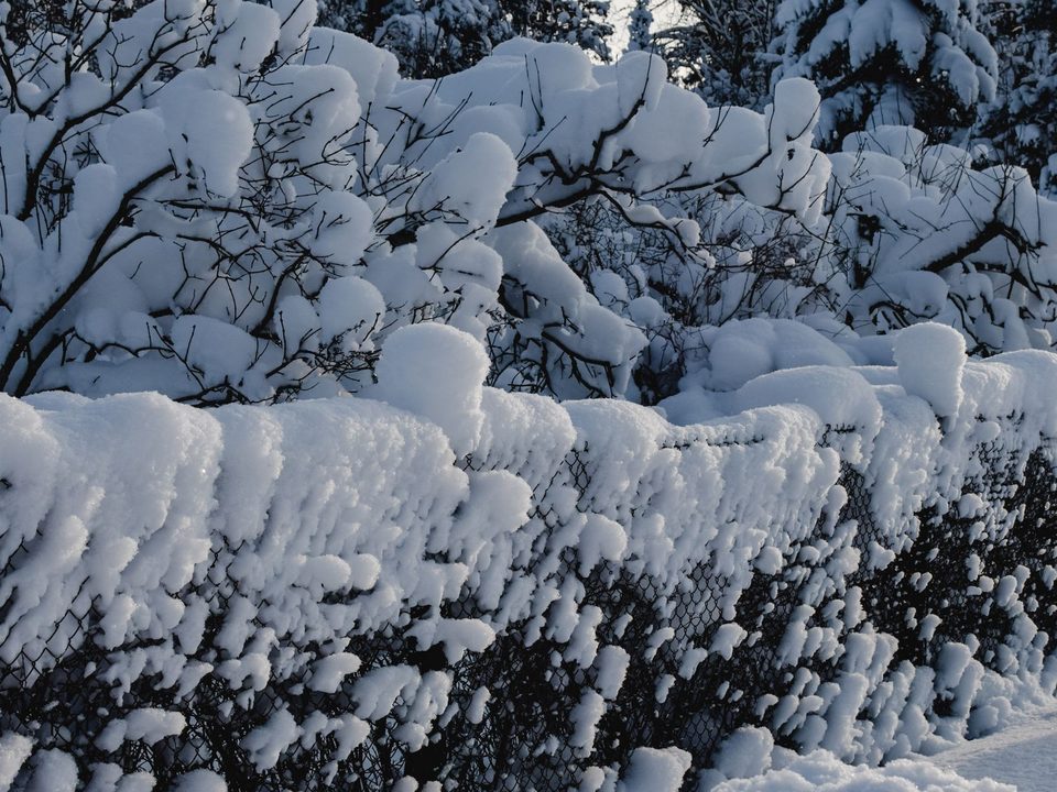 Snow-covered trees in winter weather.